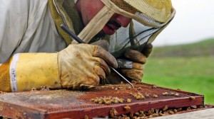 Outlawing a type of insecticides is not a panacea. AP Photo/Ben Margot