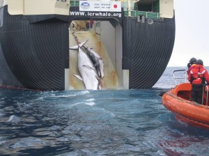 End of the line: A Minke whale and her 1-year-old calf are hauled aboard the Nisshin Maru, the world's only whale-factory ship, in the Southern Ocean in February 2008. In this case, Japan's 'legal research' advertised on the ship's stern left a large wound from an explosive harpoon in the calf's belly. | AUSTRALIAN CUSTOMS AND BORDER PROTECTION SERVICE