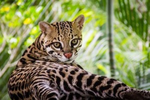 A female ocelot awaits lunch in a Costa Rica rescue center. Photograph courtesy Kip Patrick