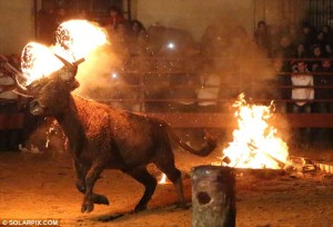 O touro corre desesperado pela vila.