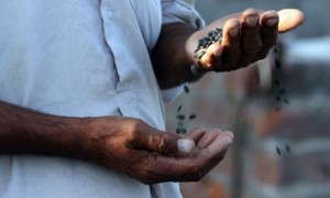 'Economic growth begins when seeds are genetically modified and patented, leading to farmers having to buy seeds every season'. Photograph: Raminder Pal Singh/EPA