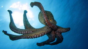 octopus