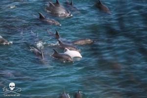 Baby albino dolphin, another victim of the “drive hunt” at Taiji. Photo: Sea Shepherd.