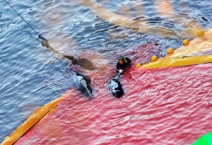  Dolphin killing in Taiji. Photo: Robert Gilhooly.
