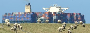 DPA - Sheep graze in a pasture along the Elbe River in Germany: Concern is growing over the trans-Atlantic free trade agreement.