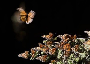 Monarch butterflies in 2008 at the Sierra del Chincua sancturay in Angangueo, Mexico. The number of monarchs reaching Mexico has now reached the lowest level on record. Photo by Mario Vazquez/AFP/Getty Images
