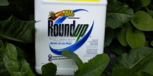 Roundup monsanto