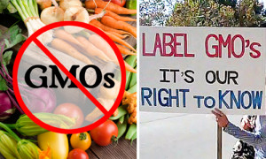 ban label gmo