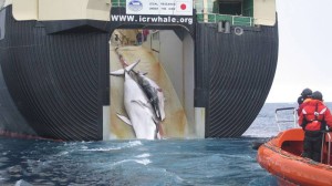 A Minke whale and her 1-year-old calf are dragged aboard the Nisshin Maru, a Japanese whaling vessel that is the world's only factory ship. Photo: Customs and Border Protection/Wikimedia