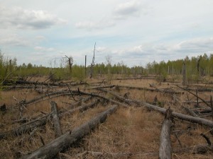 Fallen trees in Chernobyl's infamous red forest. Photo: T.A.Mousseau & A.P. Møller 