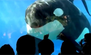 orca whale blackfishs eaworld