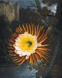'The Night-Blowing Cereus' by Robert John Thornton, 1799