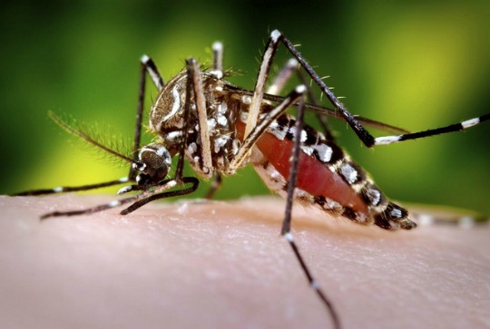 An aedes aegypti mosquito.
