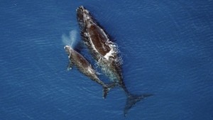 RIGHT BY HER SIDE: A baby North Atlantic right whale swims alongside its mother off the coast of Florida. (Photo: U.S. National Oceanic and Atmospheric Administration)