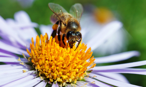 What will it take to get governments and industry to put people—and pollinators—before profits? Photo credit: Shutterstock