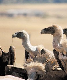 abutres vultures argentina default imf wb