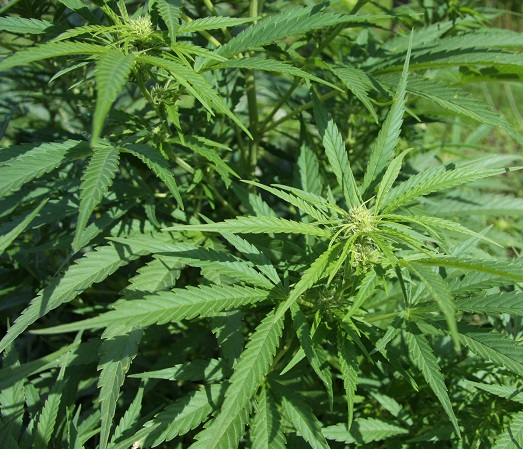 0-1-0-cannabis_sativa_plant_2 marijuana