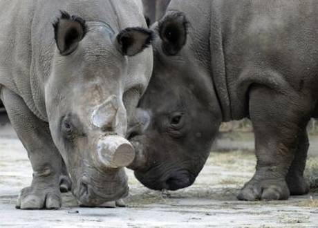 Rhino horn was valued higher than platinum in Asia last year