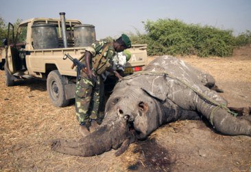 A relatively fresh carcass being turned over to look for bullet wounds on the underside at Zakouma National Park, Chad. Photo: Darren Potgieter/CITES/UNEP