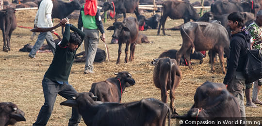 Gadhimai slaughter animals nepal