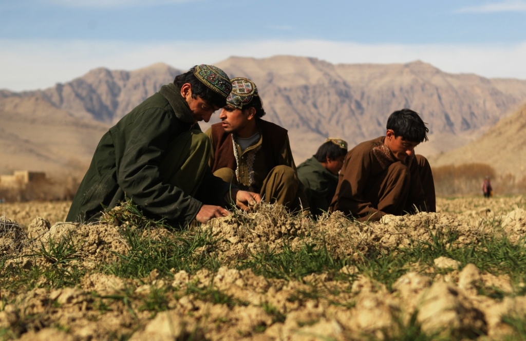 Afghan men weed poppy fields in the Saraw Valley in Charchino District, Uruzgan Province, Afghanistan, January 26th, 2013. (Photo: Kate Geraghty/Getty)