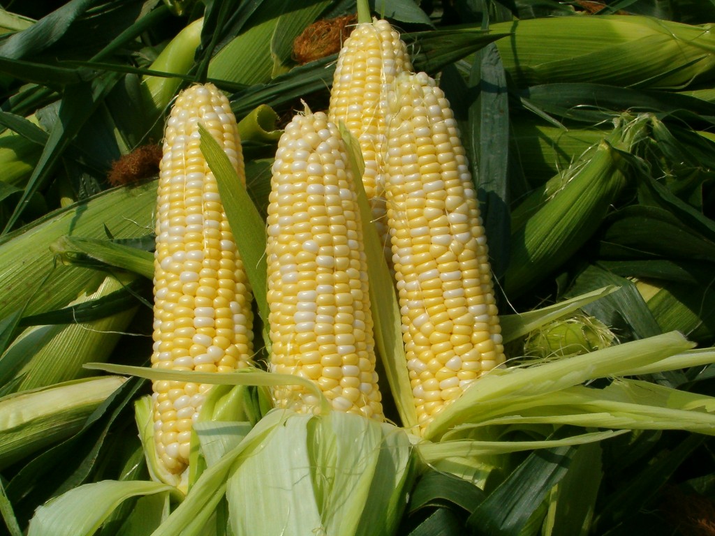 corn113014 milho maiz
