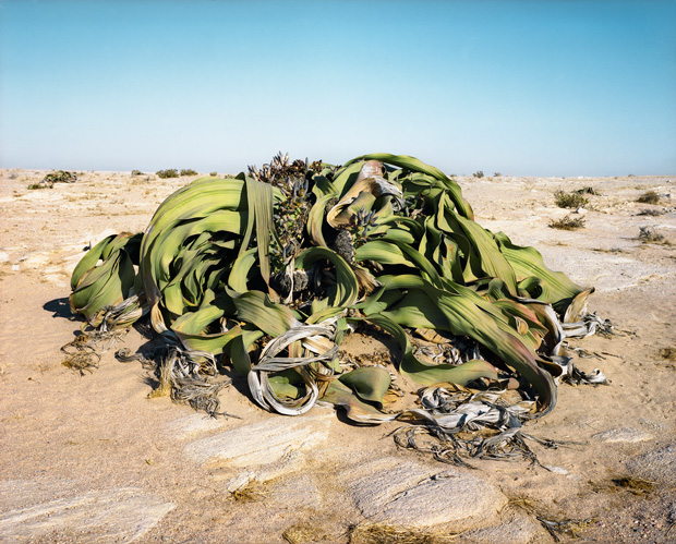 Welwitschia Mirabilis 2,000 years| Namib-Naukluft Desert, Namibia