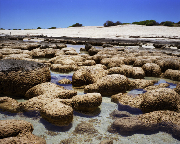Stromatolites 2,000-3,000 years | Carbla Station, Western Australia