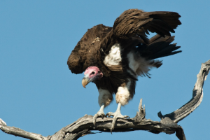abutres vultures
