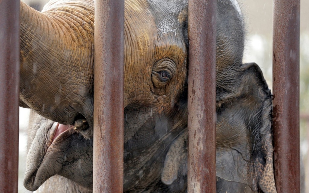 headlineImage.adapt.1460.high.ringling_bros_animal_rights_a.1426090048040 elephant