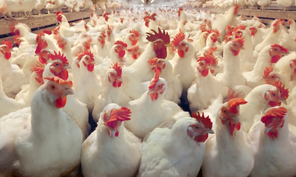 Giant chicken factories are springing up throughout the west of England, the Welsh marches and the lowlands of the east.