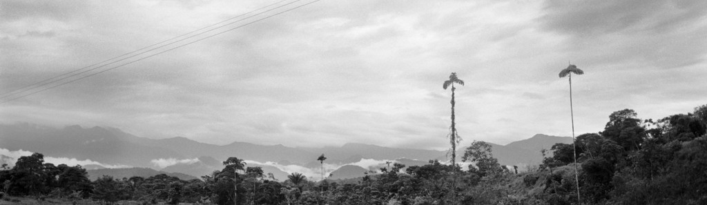 The area most heavily targeted by aerial coca fumigation in Colombia has been the southern Amazonian plains of Putumayo.