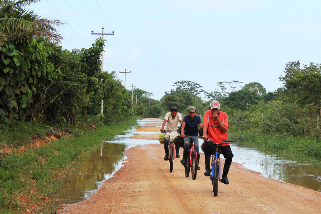Men carrying palm oil fruits on their bicycles outside the El Tumbador plantations in Honduras. International Consortium of Investigative Journalists
