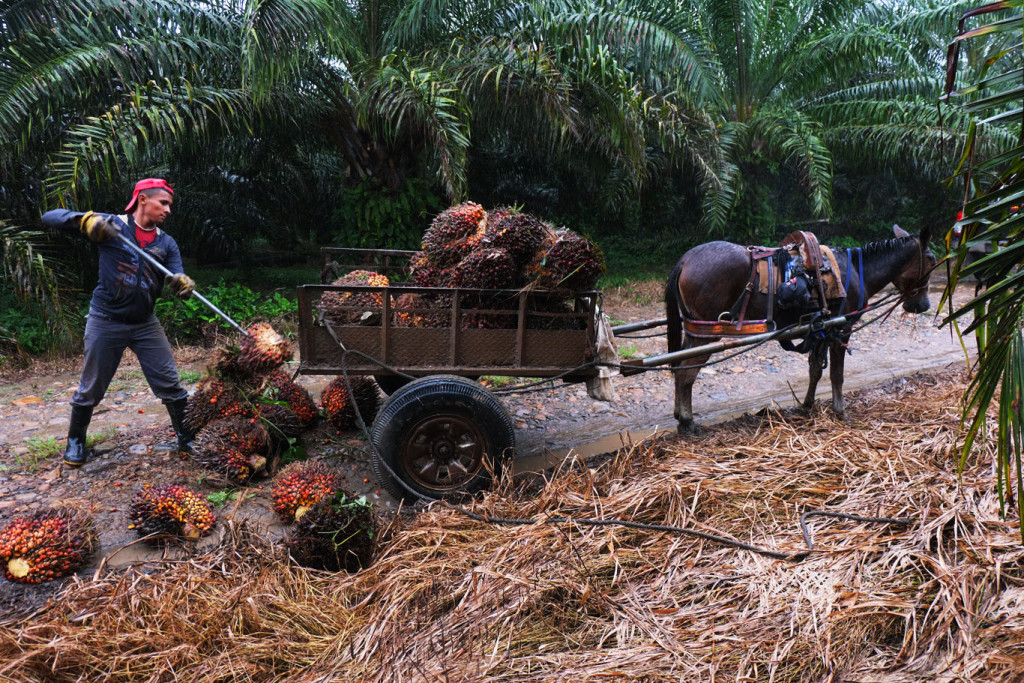 A farmer loads palm oil fruits onto a cart at La Confianza, a peasant-run palm oil plantation in Bajo Aguán, Honduras. Elisabeth Weydt / Westdeutscher Rundfunk