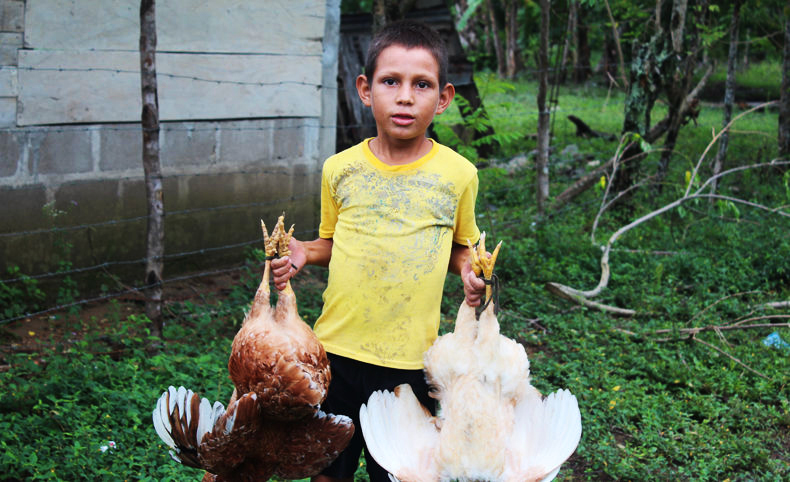 A boy carrying live chickens in Panamá, a peasant community that borders on Dinant's Paso Aguán plantation. International Consortium of Investigative Journalists