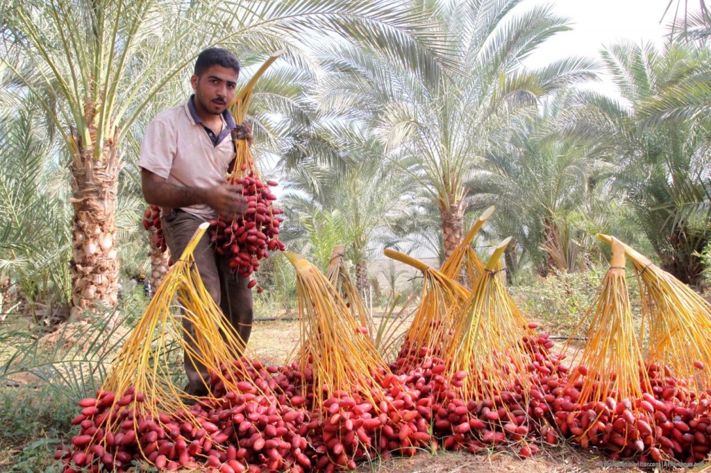 Products from the illegal settlements are either marked as ‘made in Israel’ or even, as in the farm above, made in Palestine. Photo and Made in Palestine story from Memo.