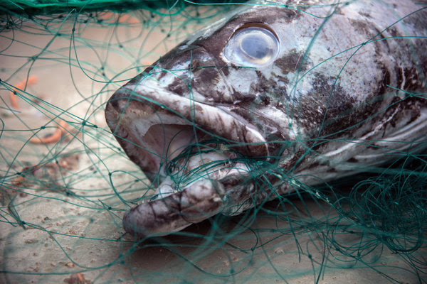 Toothfish, more popularly called Chilean sea bass, were the Thunder's main catch.CreditJeff Wirth/Sea Shepherd Global