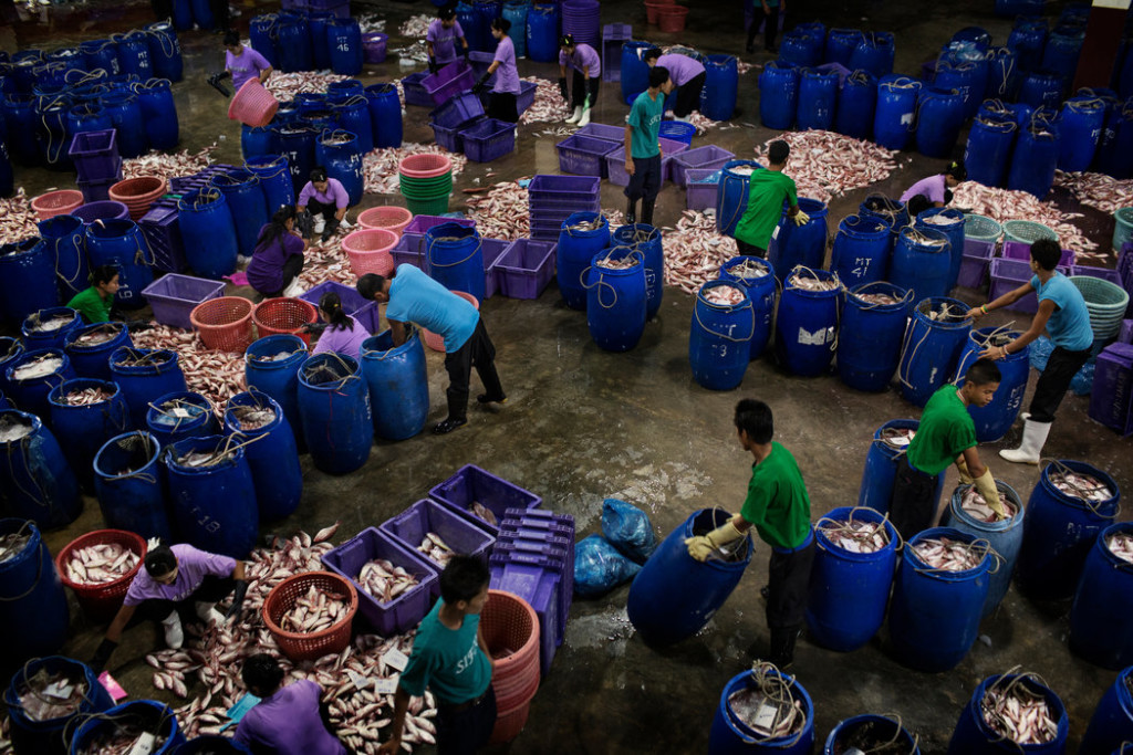 Dockworkers sorted through deliveries of fish at a processing facility in Ranong, Thailand. Credit Adam Dean for The New York Times