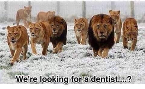 lions searching dentist cecil walter palmer zimbabwe africa hunting