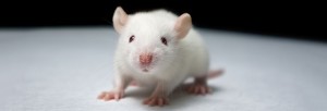 animal-rat-mouse-study-735-250-735x250
