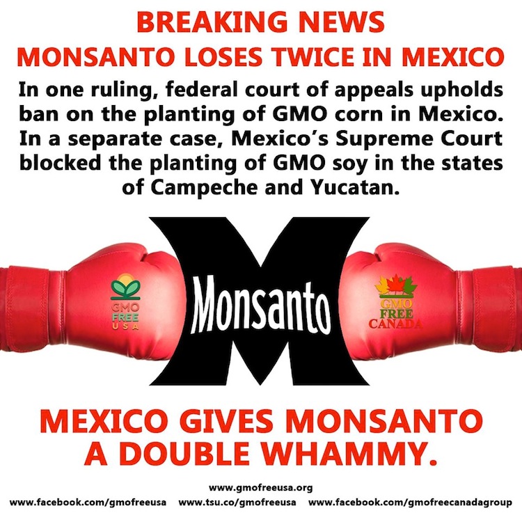 Two separate court decisions in Mexico have blocked cultivation of Monsanto’s genetically modified corn in the country and soy in two states. Photo credit: GMO Free USA