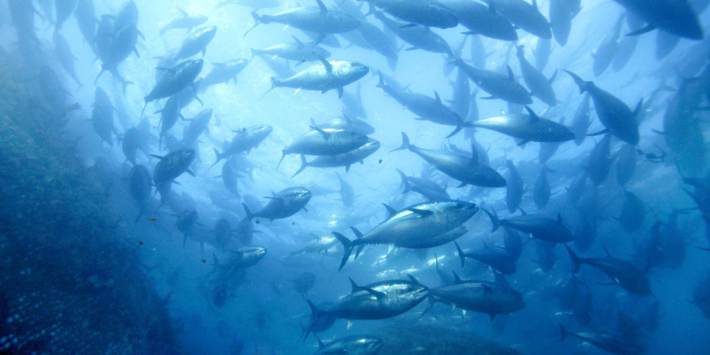 File photo taken in 2008 shows farmed bluefin tuna off the coast of Kushimoto in Wakayama Prefecture, western Japan. Around 11,000 of them died after a powerful typhoon struck the region in July 2015. The tuna are believed to have died after crashing into nets or each other amid high waves. (Kyodo) ==Kyodo