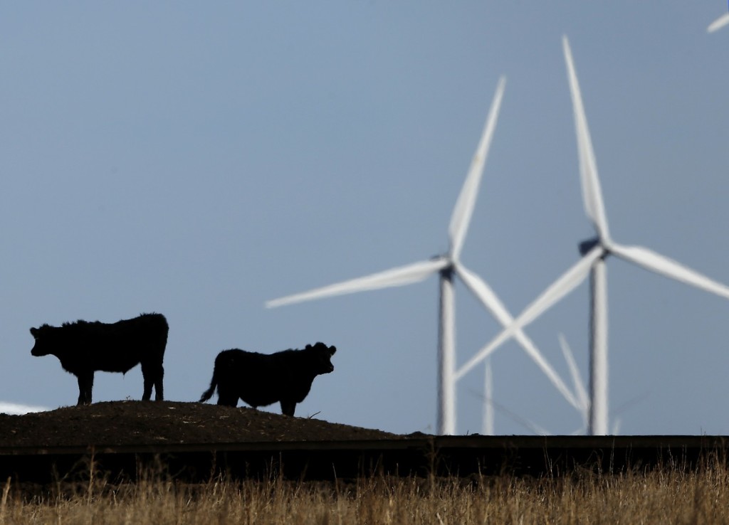 Cattle graze in a pasture against a backdrop of wind turbines that are part of the 155-turbine Smoky Hill Wind Farm near Vesper, Kan. (Charlie Riedel/AP)
