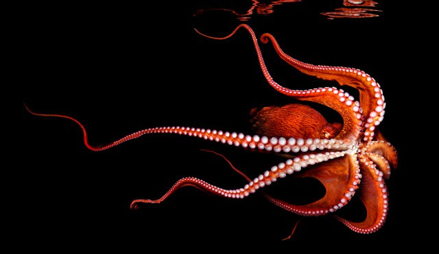 North Pacific Giant Octopus by photographer Mark Laita from his project Sea