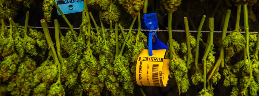A marijuana drying room in Denver, Colorado: The war on drugs is, to a significant degree, a war on drug users -- a war on People.