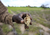 A Zimbabwean subsistence farmer holds a stunted maize cob in his field outside Harare. Credit: FAO