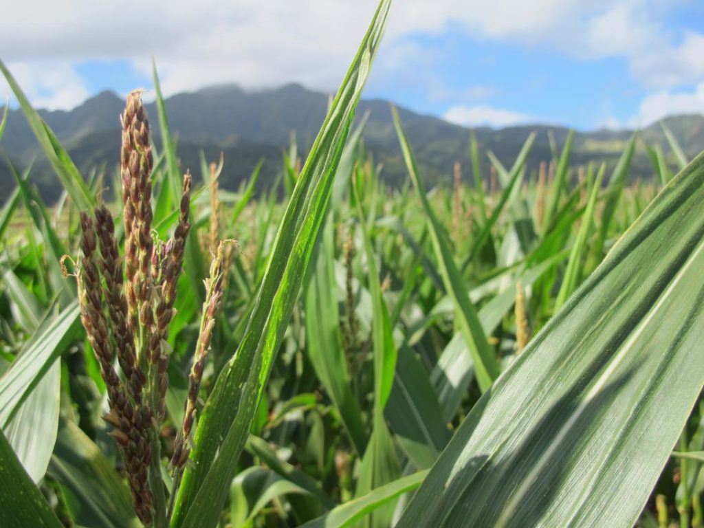 A tassel of corn grows in a field on Pioneer Hi-Bred International land in Waialua, Hawaii, on April 16, 2014. Audrey McAvoy—AP 