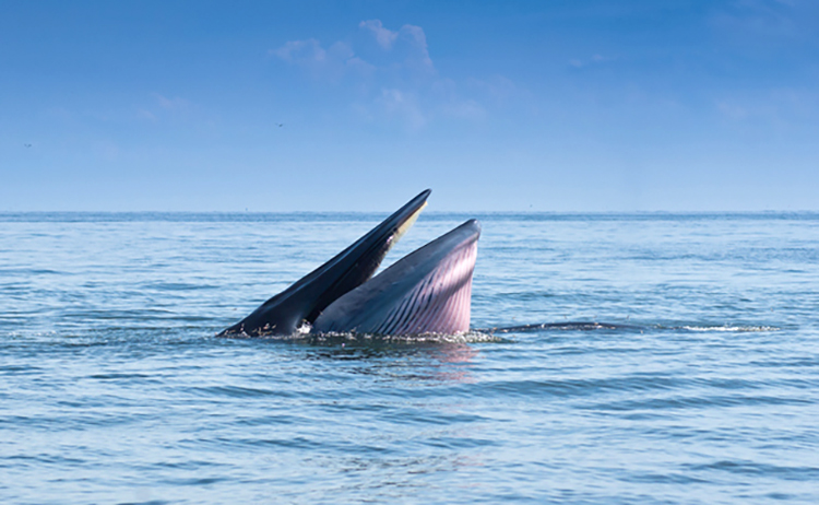 whale_750 baleia