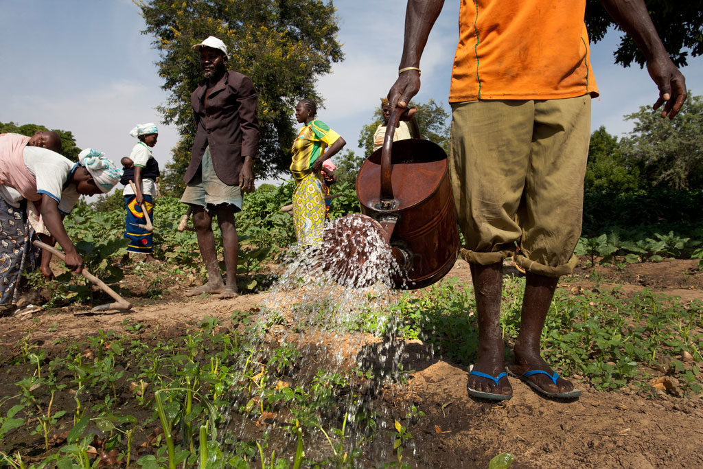 Members of the Cooperative Agriculture Maraicher for Boulbi, water and hoe their vegetable fields in Kieryaghin village, Burkina Faso. Photo: Dominic Chavez/World Bank