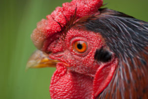 Me recordo da última vez em que vi galinhas confinadas (Foto: MDrX)